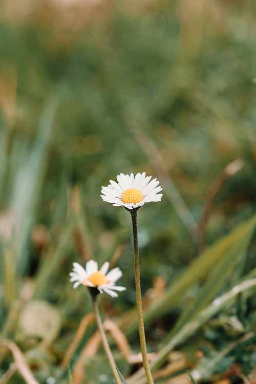 A blooming daisy in the middle of the grass during spring