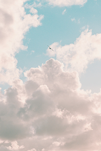 A super white cloud with a seagull flying in freedom, freedom concept liberty