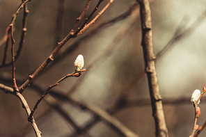 A small flower blooming on a tree with spring tones with copy space