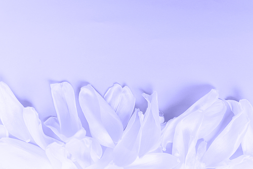 Flower petals on a purple background very peri color. Inspired by using color 17-3938, Color of the year concept.