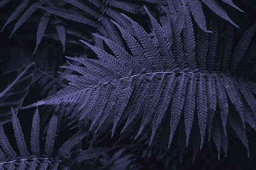 Forest ferns with very high coloration. Copy space. Tinted tropical fern leaves in 2022 color very peri