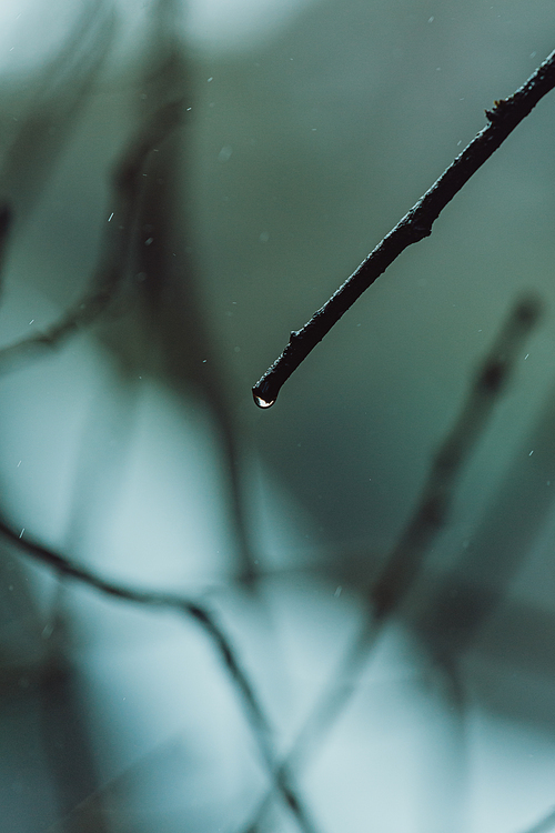 Super close up of a water drop in a tree during a blue and sad day
