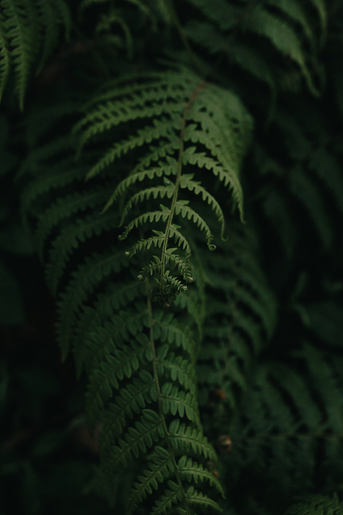 A single fern leave in focus background nature concept spring