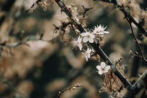 Close up wallpaper of a single flower during spring with copy space