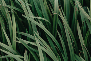 Super close up os some green plants background with dark shadows with copy space