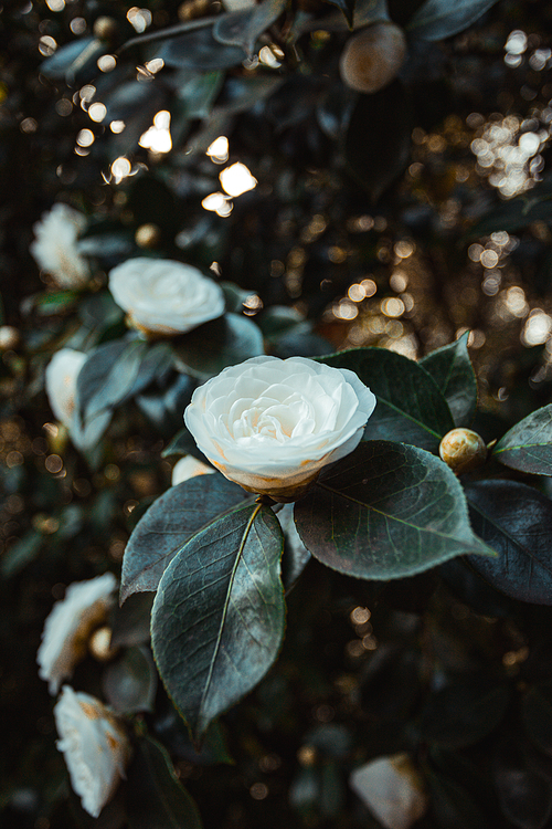 Close up of a white rose in the middle of the garden with copy space
