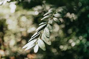 A super close up of a plant with an out of focus background with copy space