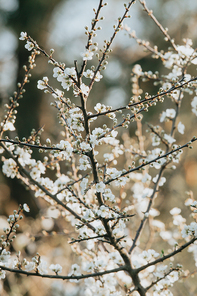Spring background with a plant and lot of copy space with a super hard light, peace concept