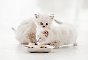 Three adorable ragdoll kittens standing close to metal bowl with feed and looking at it on blurred white background. Cute purebred fluffy kitty cats going to eat in light room