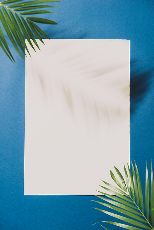 Tropical palm leaves on white background with blue border. Minimal nature. Summer Styled. Flat lay.
