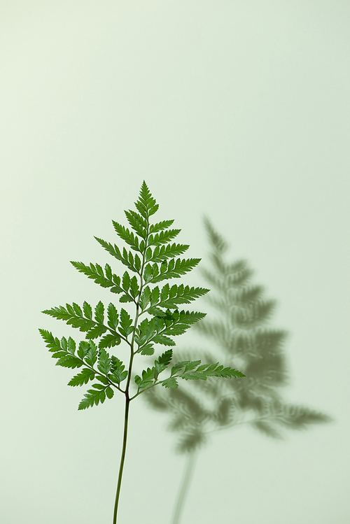 Green fern leaves isolated on white