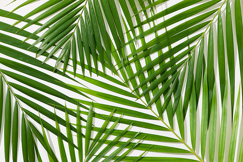 green leaves of palm tree on white background