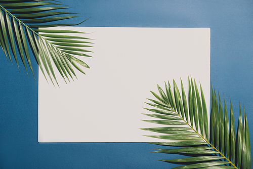 Tropical palm leaves on white background with blue border. Minimal nature. Summer Styled. Flat lay.