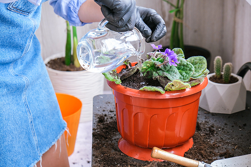 Woman gardener hands transplantion violet in a pot. Concept of home gardening and planting flowers in pot. Potted Saintpaulia violet flowers. Housewife taking care of home plants and flowers