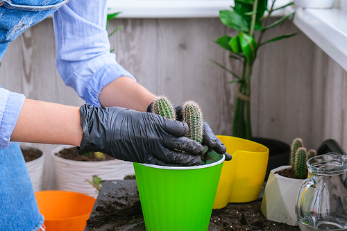 Close-up shot of female hands transplant cactus. Home garden concept. Gardening tools. Gardener's workplace. Earth in a bucket. Taking care of plants. Home spring planting