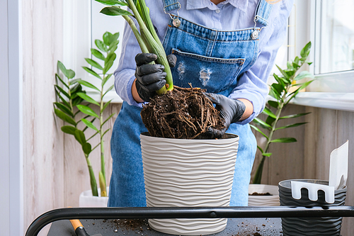 Gardener woman transplants indoor plants and use a shovel on table. Zamioculcas Concept of plants care and home garden. Spring planting. Money tree