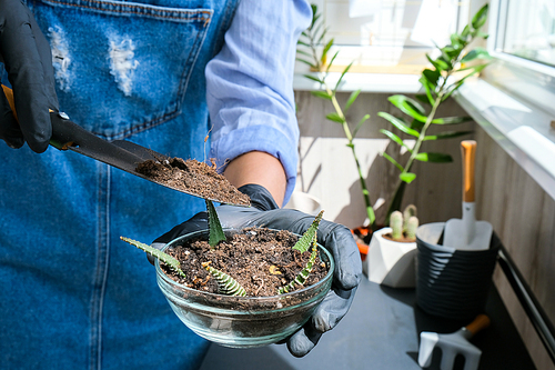 Close-up shot of female hands transplant succulent. Home garden concept. Gardening tools. Gardener's workplace. Earth in a bucket. Taking care of plants Home spring planting