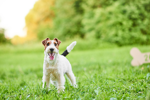 Shot of a happy healthy fox terrier standing on green fresh grass on a warm summer day copyspace dogs pets animals love friendship family concept.