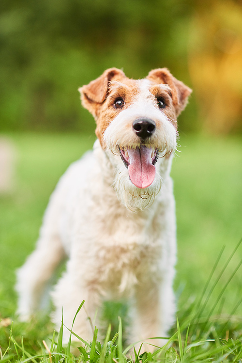 Vertical shot of a cute happy and healthy fox terrier dog standing in the grass at the park nature happiness health recreation active lifestyle.