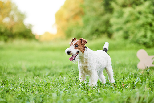 Shot of a cute wire fox terrier standing on green grass while outdoors in the public park copyspace.