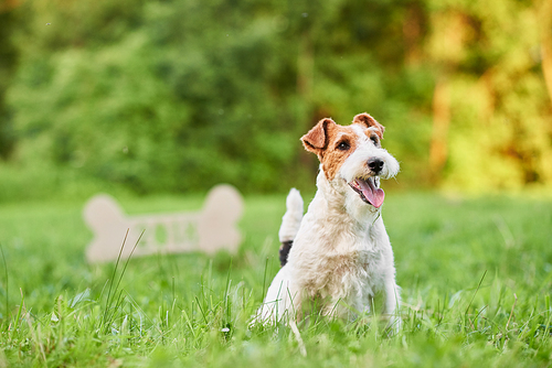 Portrait of a happy fox terrier sitting in the grass at the park wooden bone sign on the background copyspace dogs pets animals lifestyle enjoyment.