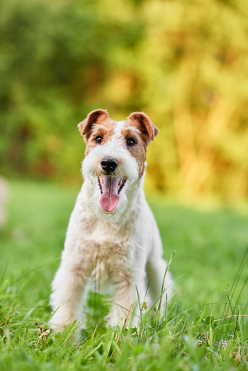 Vertical shot of a beautiful happy and healthy fox terrier puppy sitting in the grass while playing outdoors.