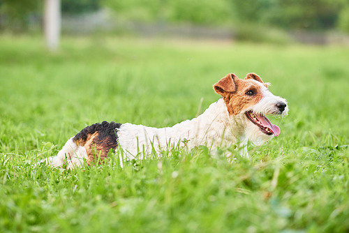 Shot of a beautiful happy and healthy fox terrier dog lying in the grass at the local park nature outdoors recreation family happiness concept.