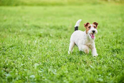 Wire fox terrier dog enjoying running outdoors in the park copyspace green grass nature happiness lifestyle health animals.