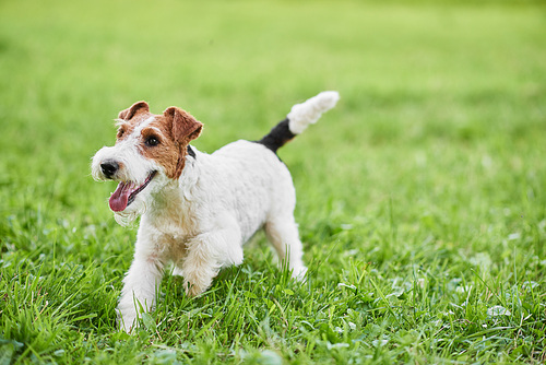 Young wire fox terrier dog running happily outdoors copyspace nature recreation lifestyle animals pets friendship trust concept.