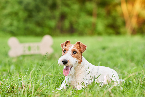 Beautiful happy and healthy fox terrier puppy lying in the grass at the park in front of a wooden 2018 sign Chinese new year celebration seasonal greeting card.