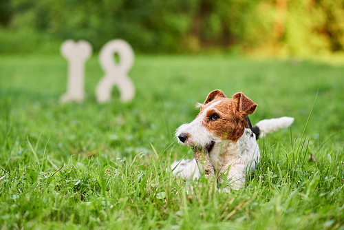 Adorable wire fox terrier lying in the grass at the park playing with a stick 18 number on the background symbolizing new 2018 year Chinese calendar greeting card.