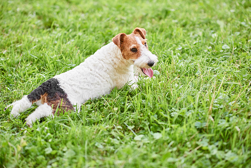 Rearview shot of an adorable fox terrier puppy lying in the grass on a warm summer day at the park copyspace relax relaxing relaxation recreation nature happiness.