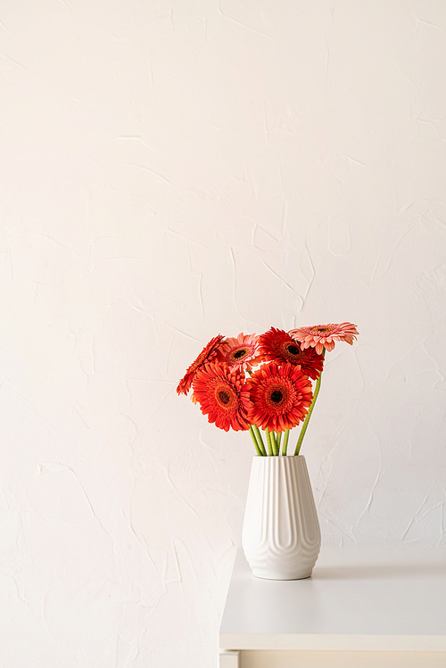 Red and pink gerbera daisies in white vase on table, minimal style. Copy space