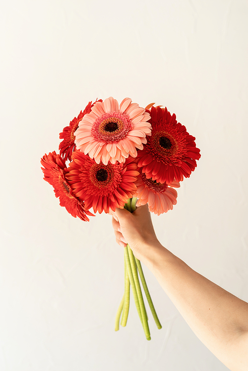 Happy birthday flowers, gerbera daisy flowers in woman hand on white background