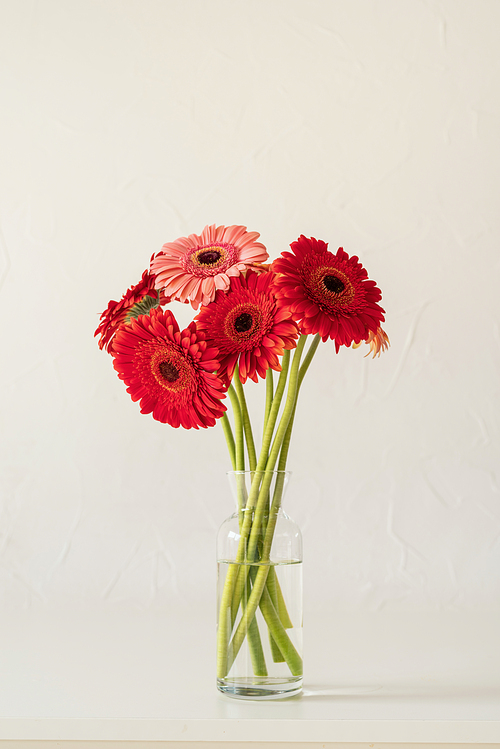 Red and pink gerbera daisies in white vase on table, minimal style. Copy space