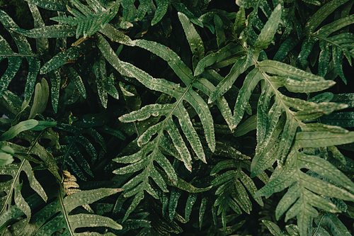 A close up of some green plants with super texture and deep shadows with copy space