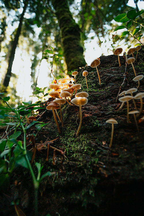 A bunch of mushrooms in the forest with bright lights during an autumnal day