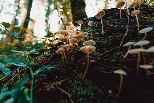 A bunch of mushrooms in the forest with bright lights during an autumnal day