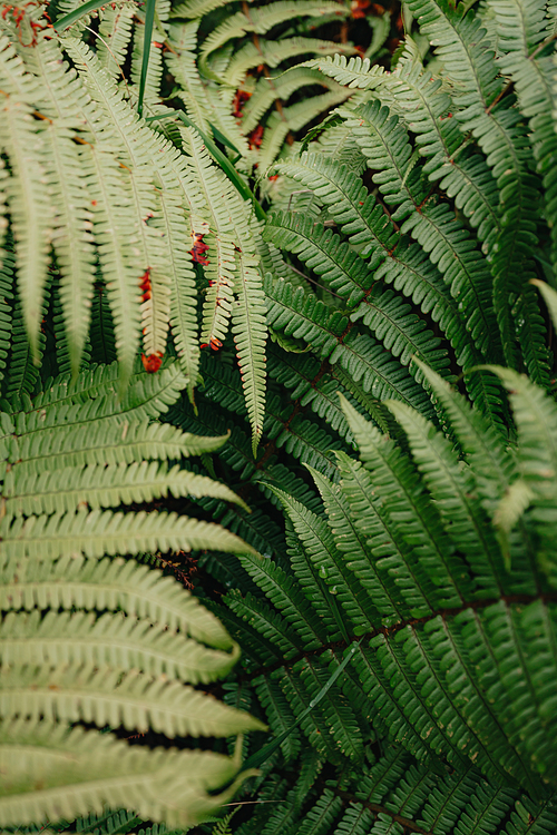 A background of some ferns in close up with a bright green and strong textures