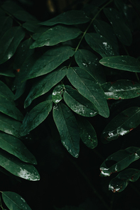 A dark vertical background with dark green leaves and shadows with copy space
