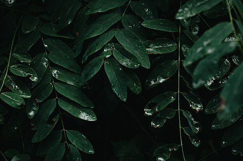 A dark background with dark green leaves and shadows with copy space