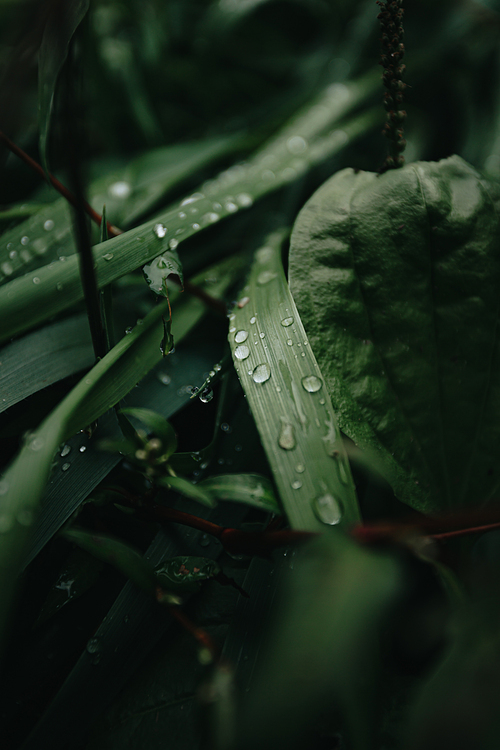 A super close up of some green plants in the forest with rain drops over it, background with copy space