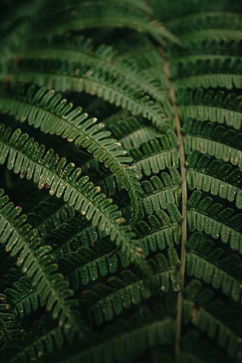 A vertical super close up of the texture of some fern leaves on dark and green tones during a rainy day