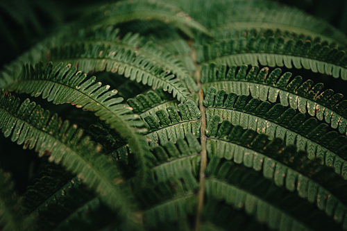 A super close up of the texture of some fern leaves on dark and green tones during a rainy day