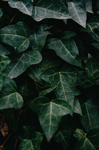 A vertical background of some super textured green leaves for copy space