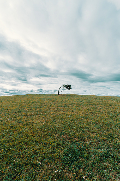 A wide angle shot of a solitary tree in the middle of a meadow with giant clouds over it and copy space