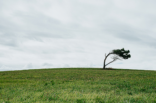 A solitary and distorted tree in the middle of a meadow during a cloudy day with copy space