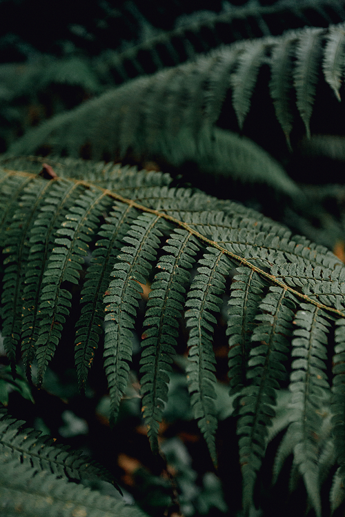Minimal view of a fern in the middle of the forest