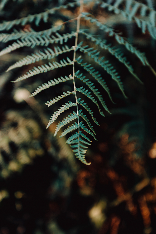 A minimalistic shot of fern in the forest