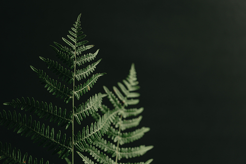 Two ferns with a black background a copy space